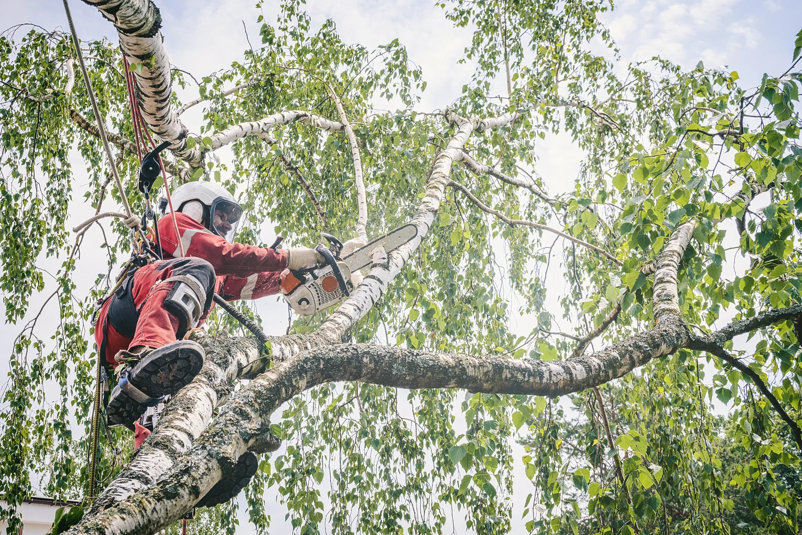 Tree Service Near Me in Bolingbrook